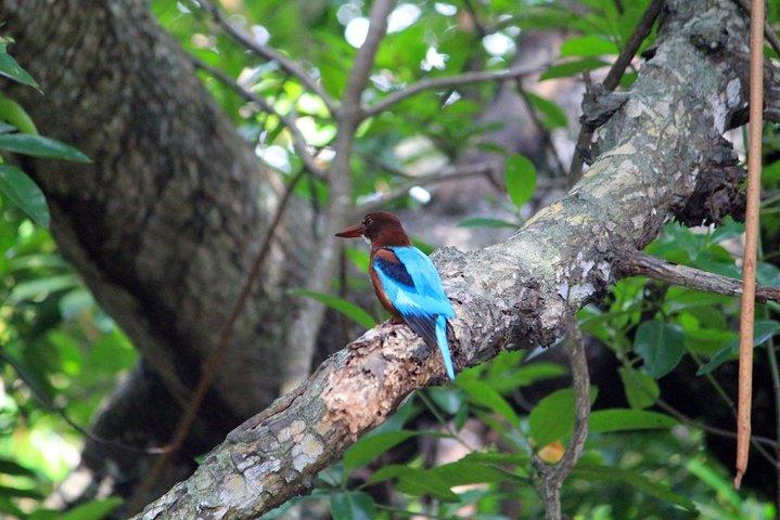 Birdwatching Forest Trek in Kitulgala from Colombo