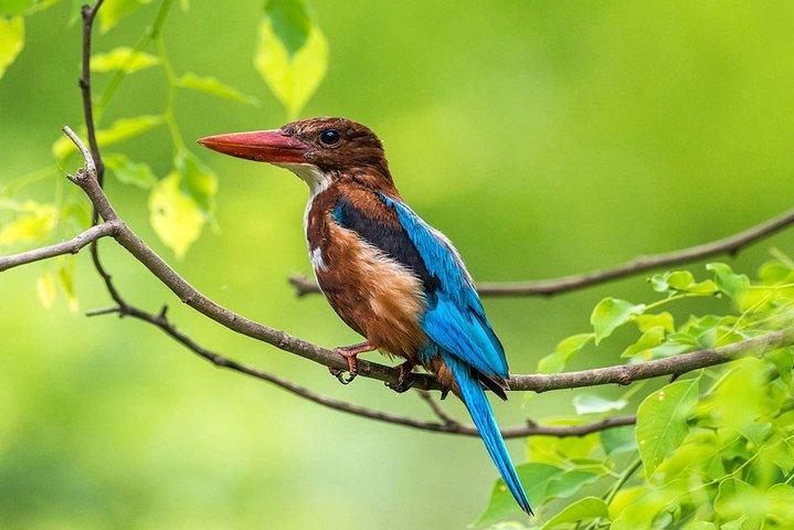 Birdwatching Forest Trek in Kitulgala from Colombo