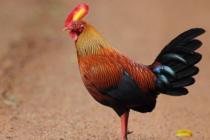 Birdwatching Forest Trek in Kitulgala from Colombo
