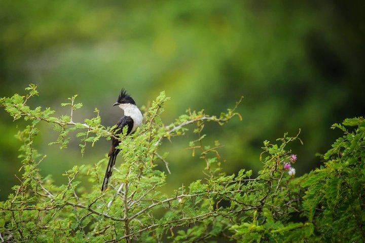 Birdwatching Walk in Sinharaja Rainforest from Mount Lavinia