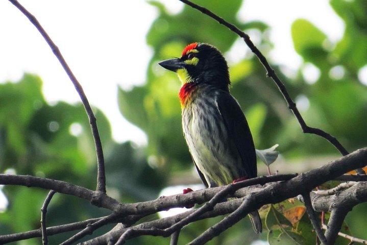 Birdwatching Trek at Thalangama Wetland from Mount Lavinia