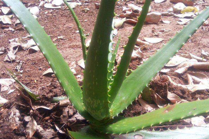 Zanzibar Day trip: Spice farm, Prison island and Stone Town tour