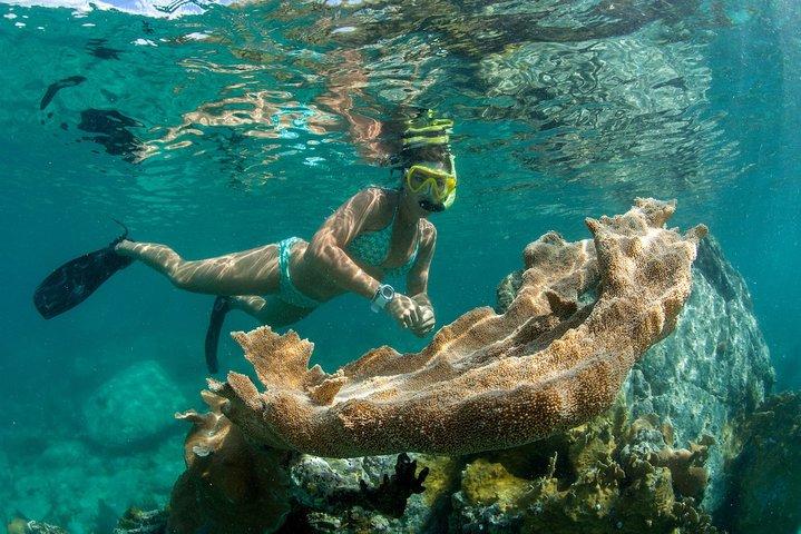 Full-Day Lime Out Snorkel Taco Lunch & Open Bar - Westin St. John