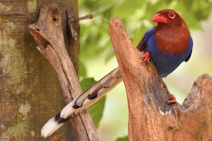 Birdwatching Safari in Udawalawe National Park from Colombo