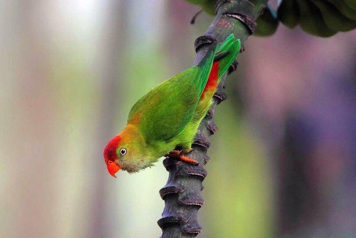 Birdwatching Safari in Udawalawe National Park from Colombo