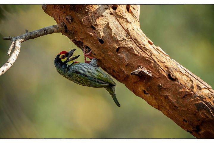 Birdwatching Safari in Udawalawe National Park from Colombo