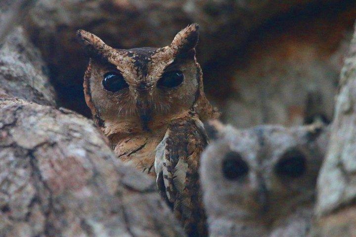 Birdwatching Safari in Udawalawe National Park from Colombo