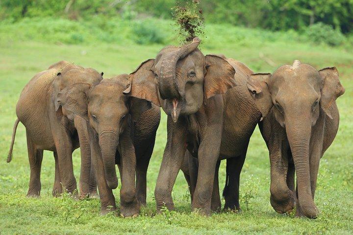 Udawalawe National Park Safari from Mount Lavinia