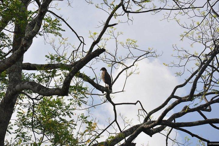 Birdwatching Trek in Anawilundawa Sanctuary from Colombo
