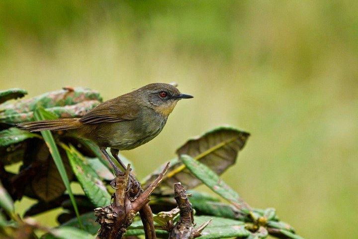 Birdwatching Trek in Anawilundawa Sanctuary from Colombo