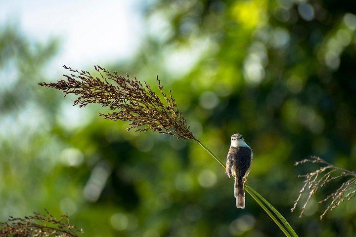 Birdwatching Trek at Thalangama Wetland from Mount Lavinia