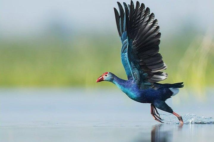 Birdwatching walk in Diyasaru Uyana in Colombo