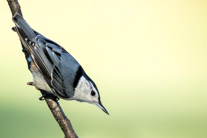 Birdwatching walk in Diyasaru Uyana in Colombo