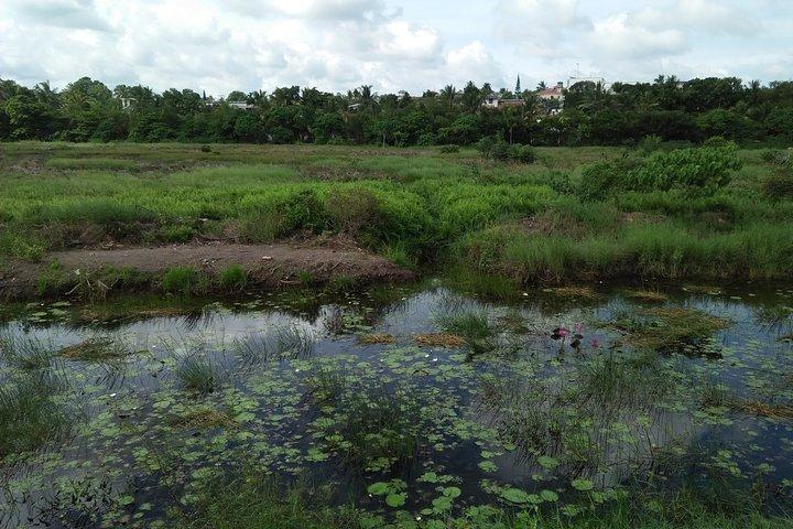 Birdwatching walk in Diyasaru Uyana in Colombo