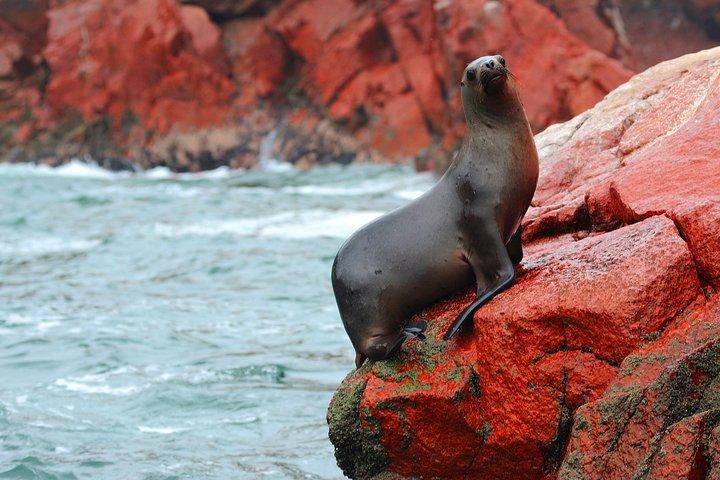 Ballestas Islands Tour & Paracas Reserve from Lima (Private)