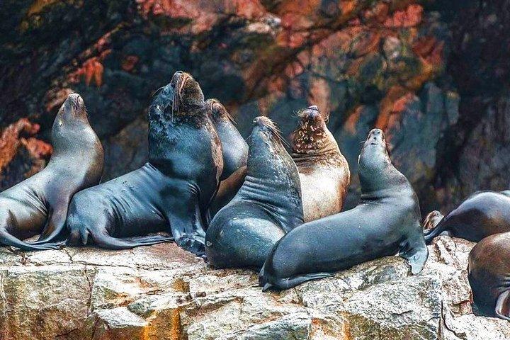 Ballestas Islands Tour & Paracas Reserve from Lima (Private)