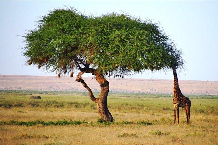 Day Trip - Tsavo East National Park ( Man Eater Lions of Tsavo & Other Big Five)