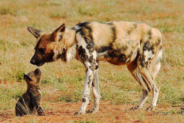 7-Day Private Migration Safari in Tanzania