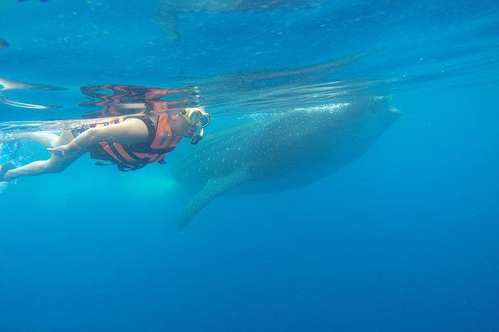Whale Shark Tour from Cancun and Playa Del Carmen