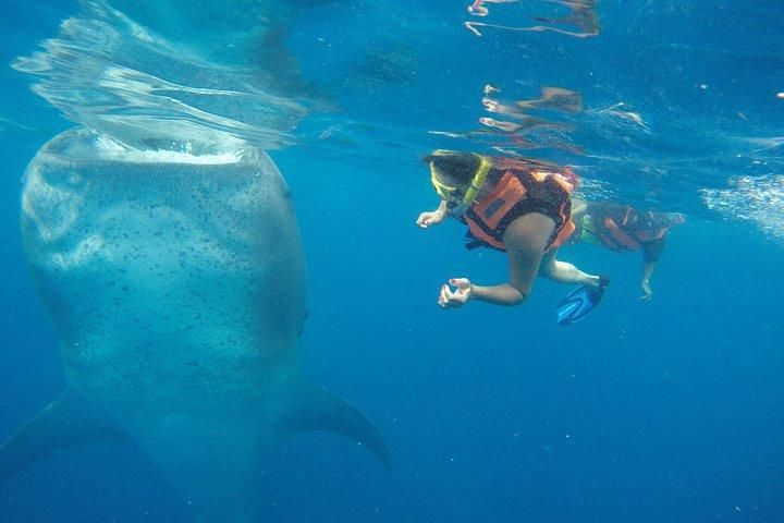 Whale Shark Tour from Cancun and Playa Del Carmen
