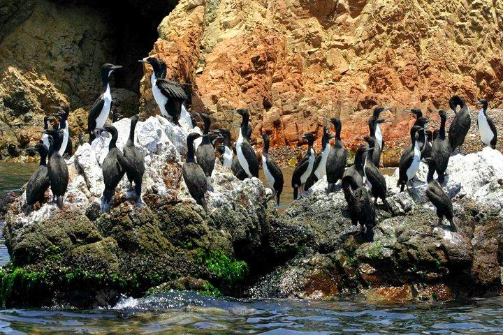 Ballestas Islands Tour & Paracas Reserve from Lima (Private)