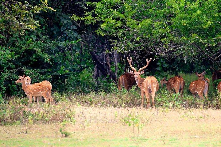 Kumana National Park Safari