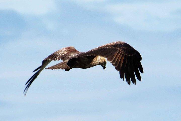 Birdwatching Boat Ride in Muthurajawela Marsh from Mount Lavinia