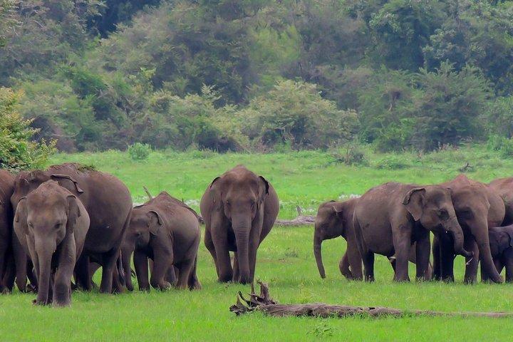Udawalawe National Park Safari from Mount Lavinia