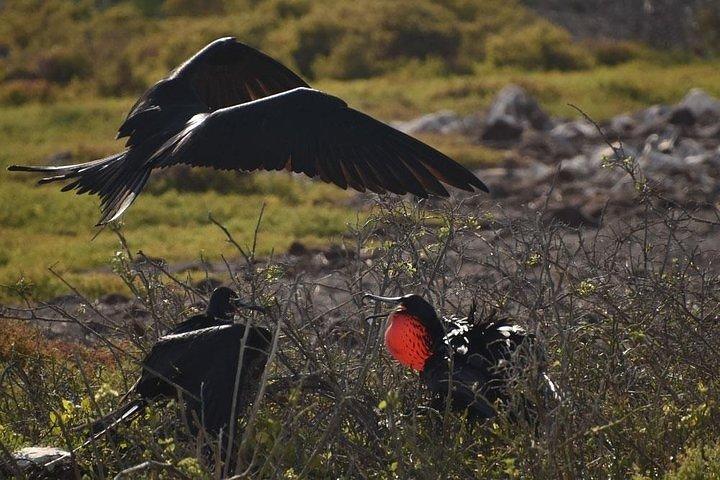 Full Day Seymour North Island & Las Bachas