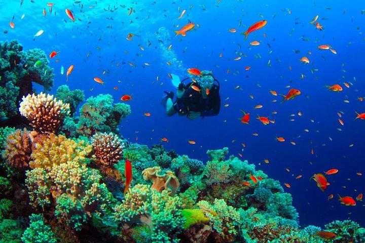 Diving from Mount Lavinia