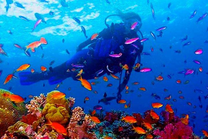 Diving from Mount Lavinia