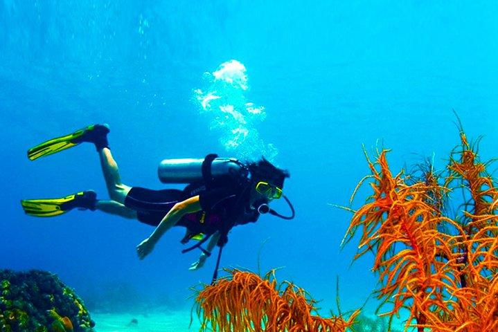 Diving from Mount Lavinia