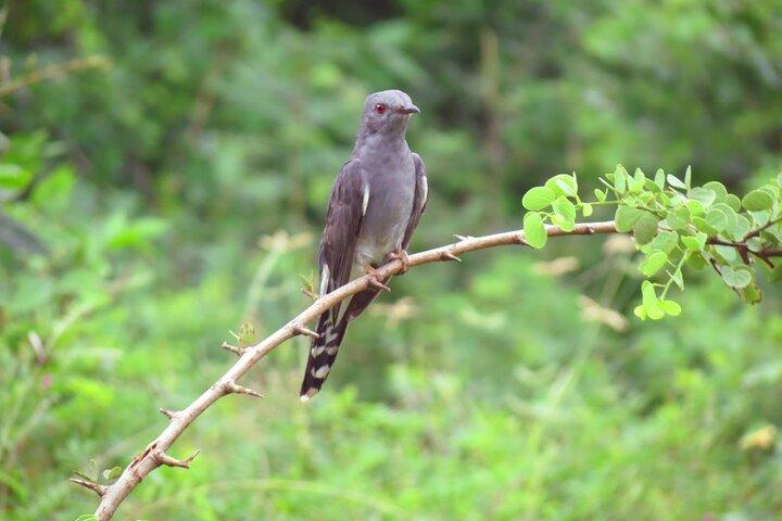 Birdwatching Safari in Udawalawe National Park from Mount Lavinia
