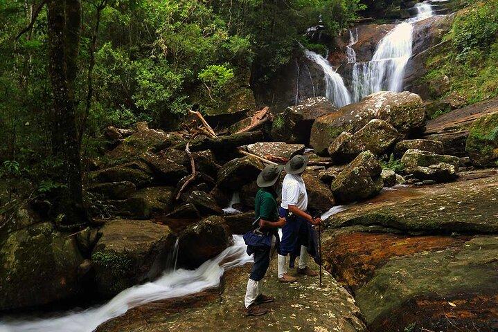 Birdwatching Walk in Sinharaja Rainforest from Mount Lavinia