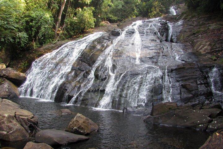 Birdwatching Walk in Sinharaja Rainforest from Mount Lavinia