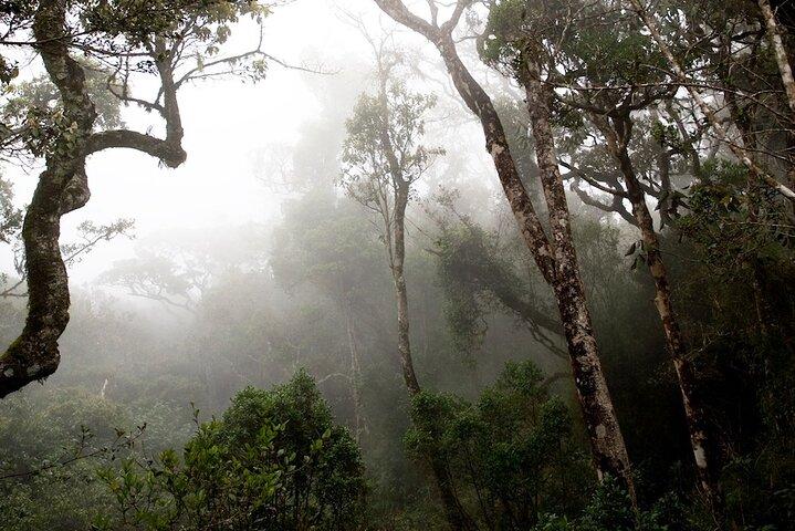 Birdwatching Walk in Sinharaja Rainforest from Mount Lavinia