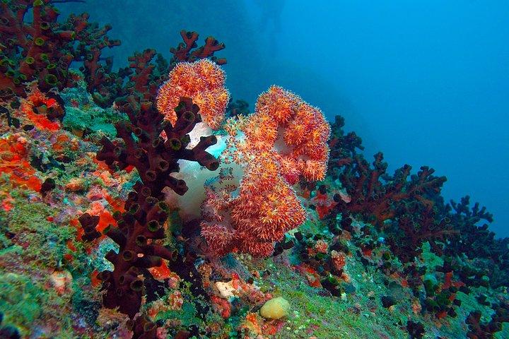 Snorkeling from Unawatuna