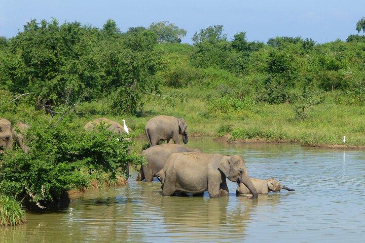 Wildlife Safari at Udawalawa National Park