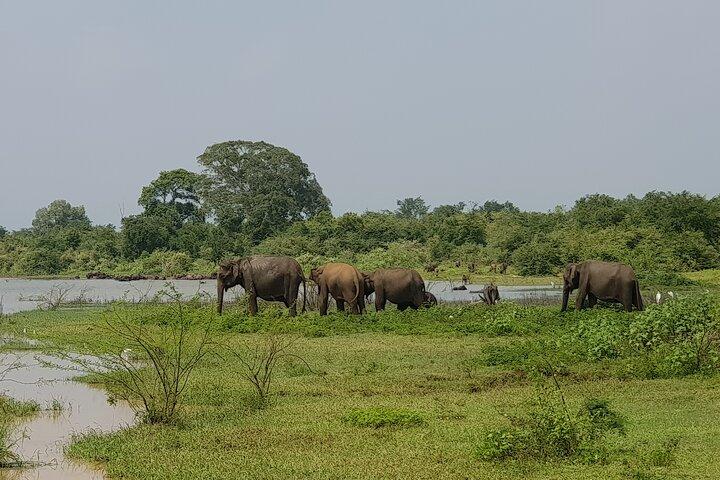 Wildlife Safari at Udawalawa National Park