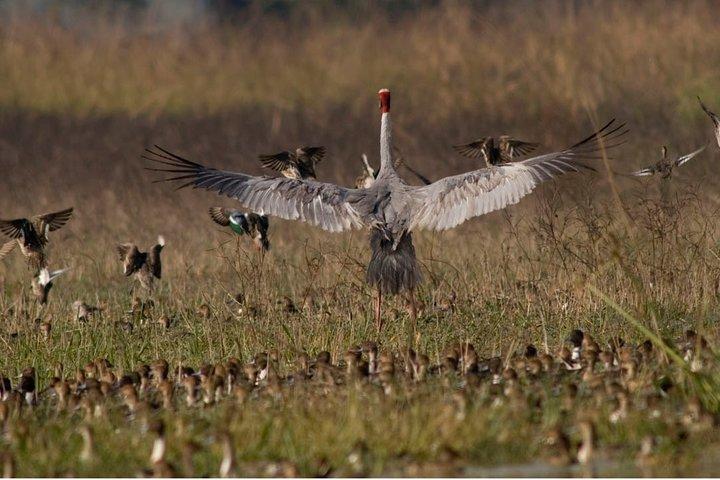 Birdwatching Trek at Thalangama Wetland from Mount Lavinia