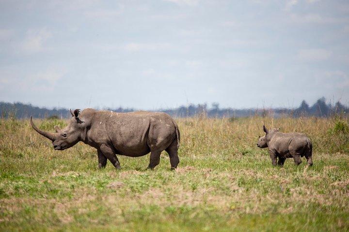 Half-Day Private Guided Safari Tour to Nairobi National Park