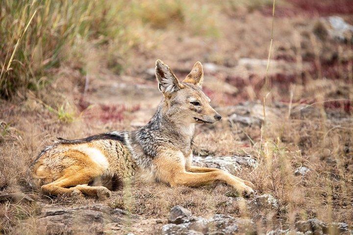 Half-Day Private Guided Safari Tour to Nairobi National Park