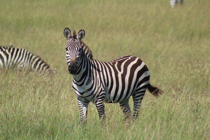 3 Days Safari Tour in Lake Manyara and Ngorngoro