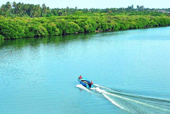 Birdwatching Boat Ride in Muthurajawela Marsh from Mount Lavinia