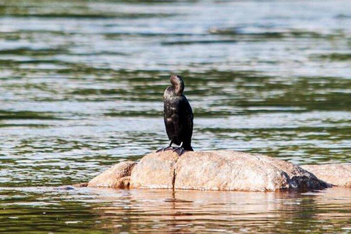 Birdwatching Boat Ride in Muthurajawela Marsh from Mount Lavinia