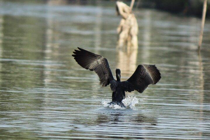 Birdwatching Boat Ride in Muthurajawela Marsh from Mount Lavinia