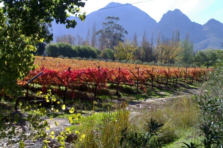 Cape of Good Hope and Cape Winelands Day Tour from Cape Town