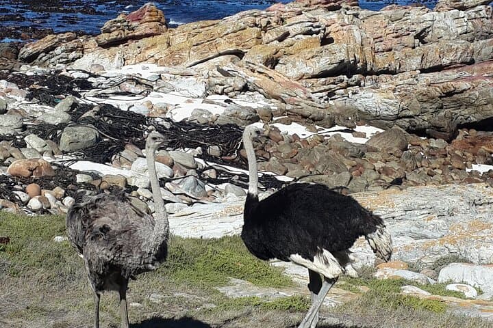 Cape of Good Hope and Cape Winelands Day Tour from Cape Town