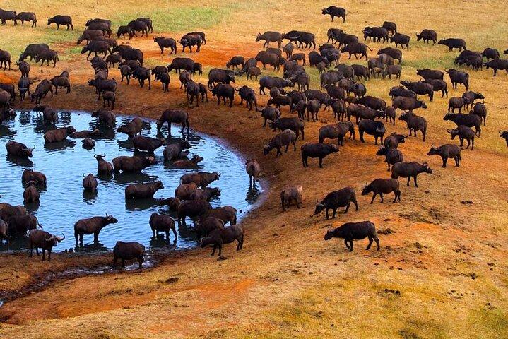 3-Days Maasai Mara Camping Safari on 4x4 Land Cruiser Jeep
