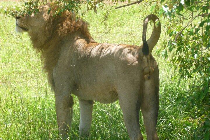 Day Trip To Arusha National Park